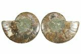 Cut & Polished Crystal-Filled Ammonite Fossil - Madagascar #354148-1